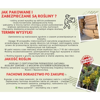 Grusza BONKRETA WILIAMSA  art 405D z doniczki